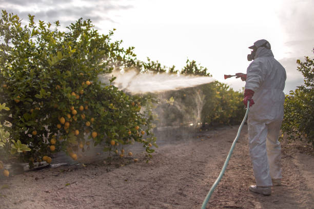 Best Termite Control Services  in Cape Coral, FL
