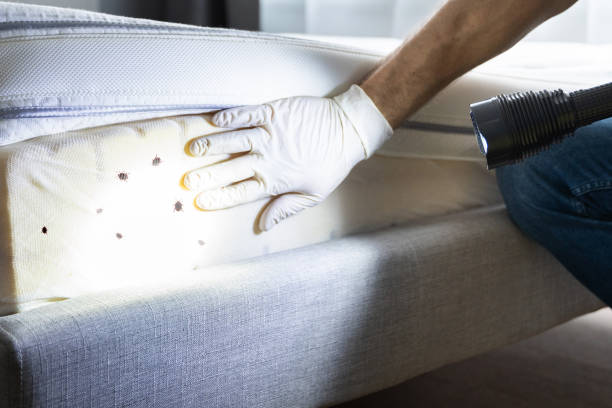 Best Wasp Removal Services  in Cape Coral, FL