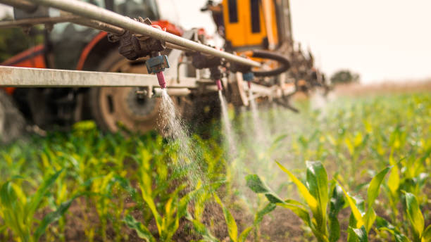 Best Ant Control Services  in Cape Coral, FL